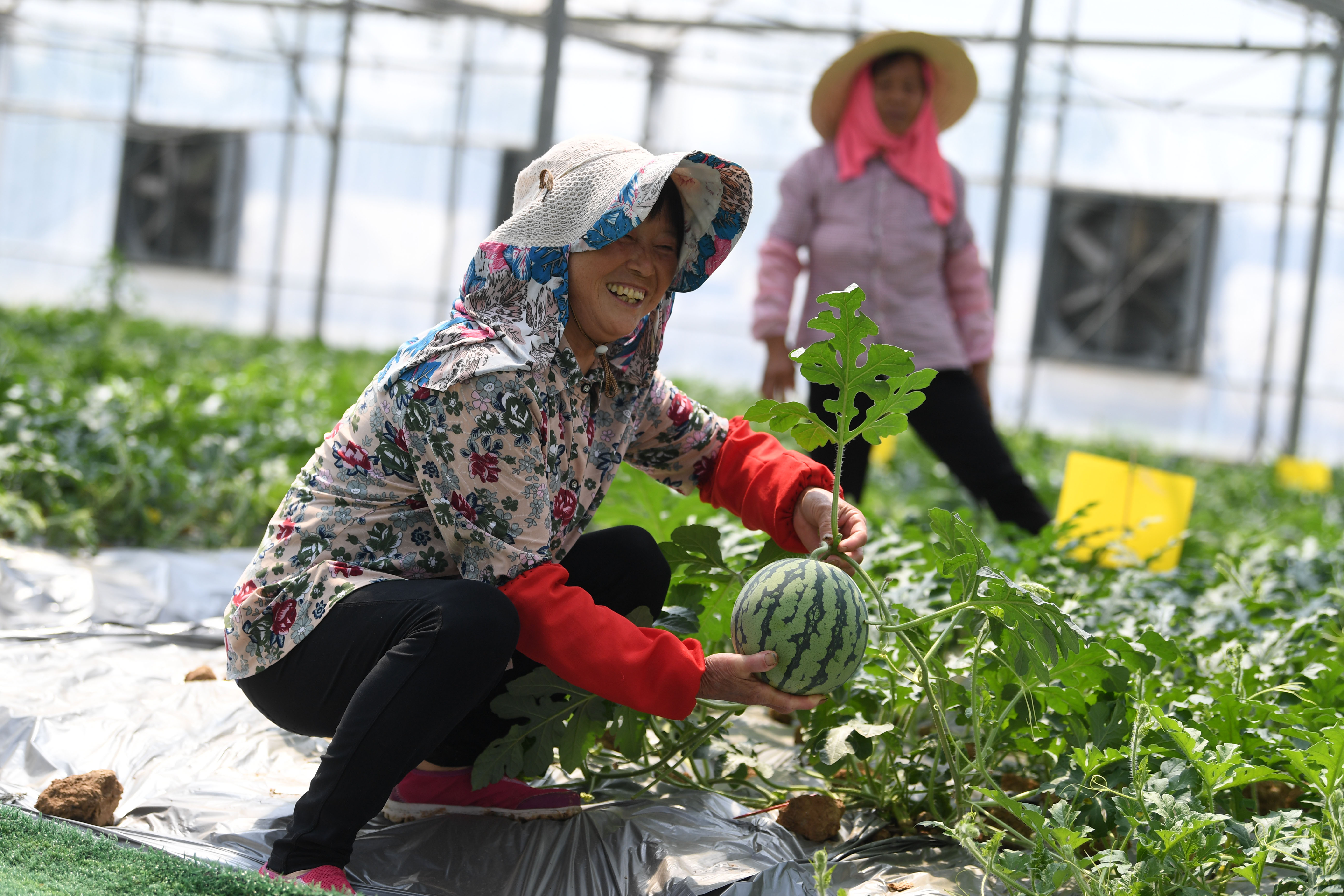 5月10日,江宁横溪瓜农正在现代农业示范园内采摘西瓜.