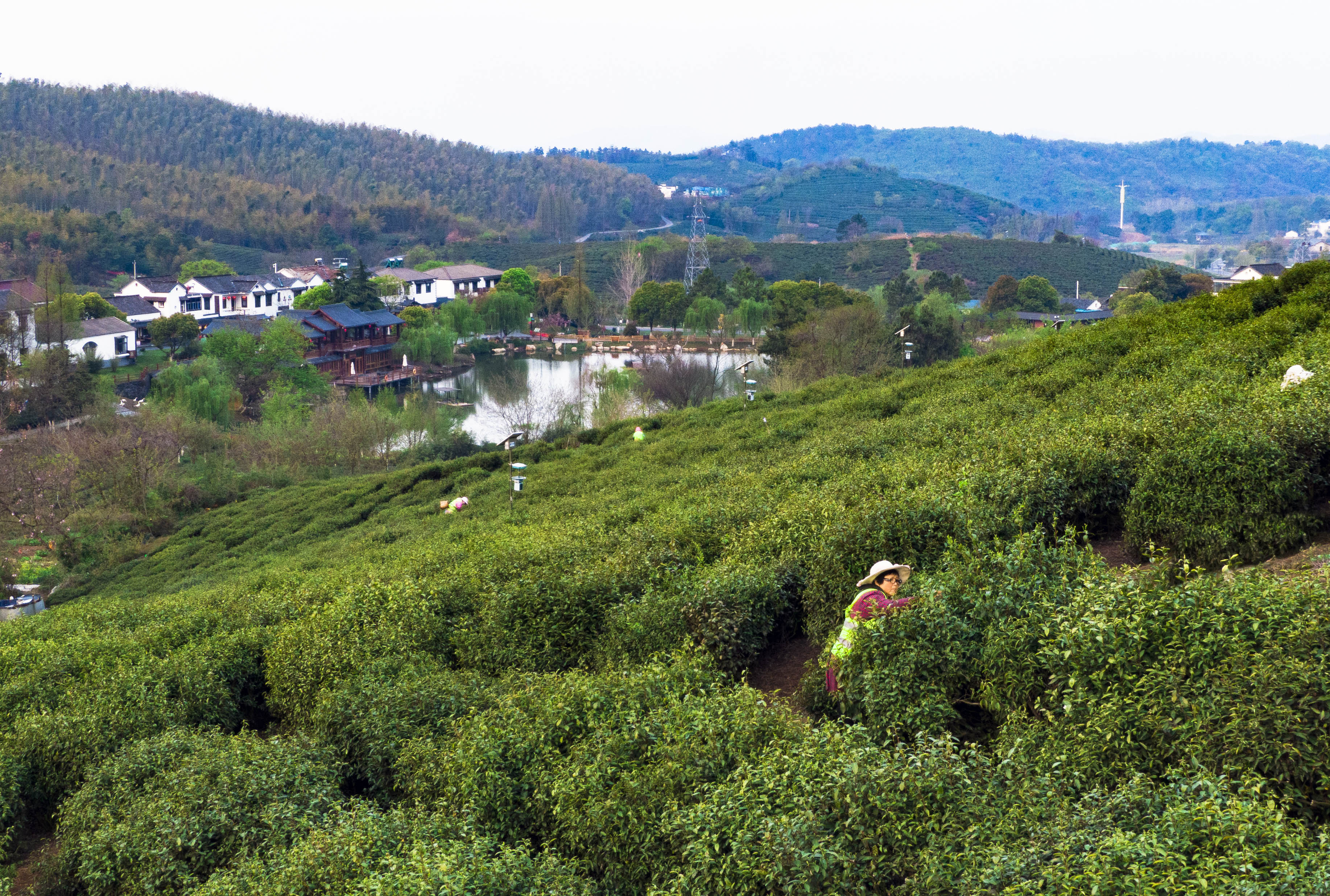 江宁黄龙岘景区漫山的茶树新芽勃发，整个景区都氤氲在茶香之中，茶农纷纷抢抓黄金期争相采春茶，茶园里到处是采茶的繁忙景象。南报融媒体记者 冯芃摄