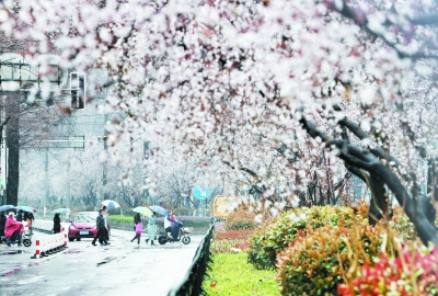 早春时节万木复苏、百花竞放。进香河路中心绿化带的紫叶李盛放，把道路装扮得格外美丽，市民在雨中穿行其间令人陶醉。 