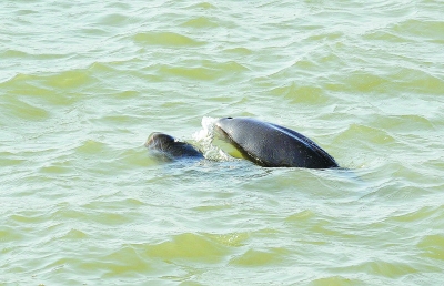 突出生物多样性保护，长江南京段成为野生江豚种群稳定的栖息地，南京成为唯一在市中心江段能观察到野生江豚活动的沿江城市。现在南京江边，江豚出现的频次越来越高。 南报融媒体记者 张华摄 