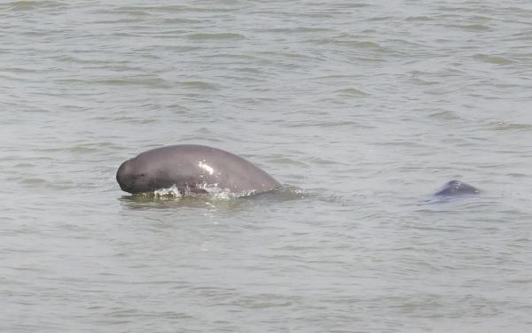 南京三汊河长江江豚自然保护区内，两头长江江豚在水中嬉戏。南报融媒体记者 杜文双摄