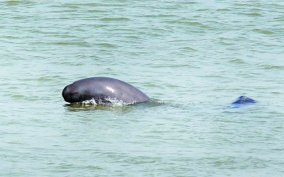 三汊河长江江豚自然保护区内，两头长江江豚在水中嬉戏。